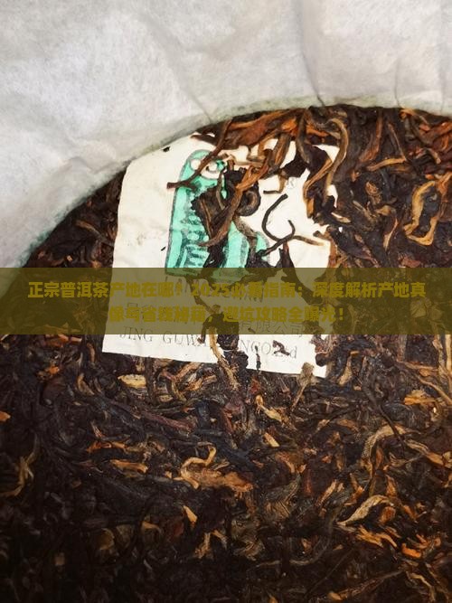 正宗普洱茶产地在哪