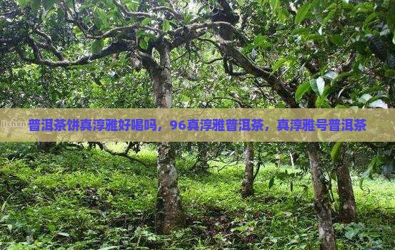 普洱茶饼真淳雅