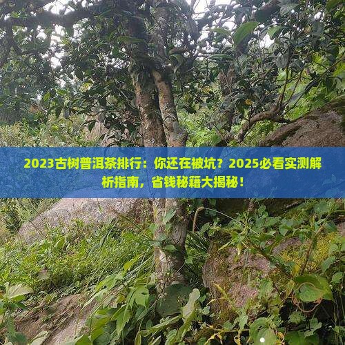 2023古树普洱茶排行