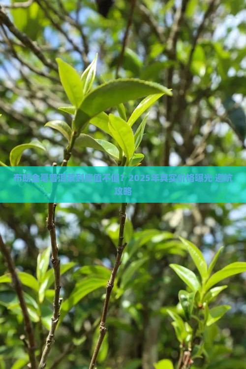 布朗金毫普洱茶多少钱一斤