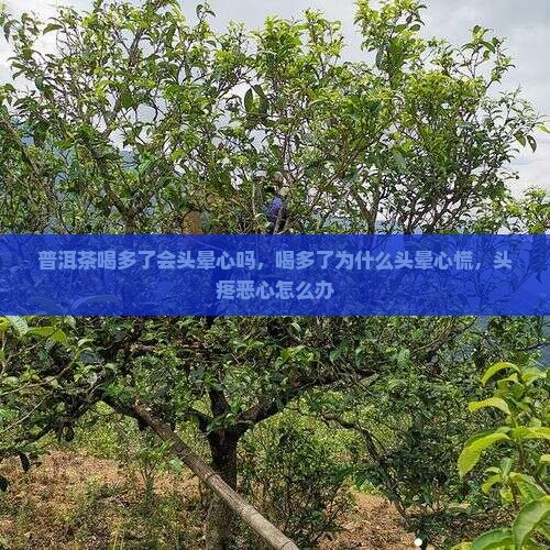 普洱茶喝多了会头晕心吗