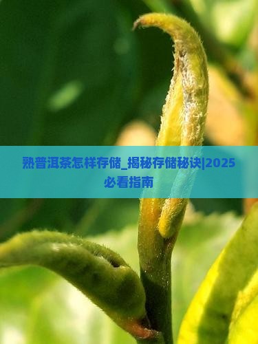 熟普洱茶怎样存储
