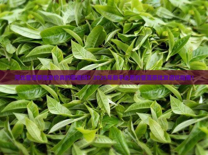 河北普洱茶批发价