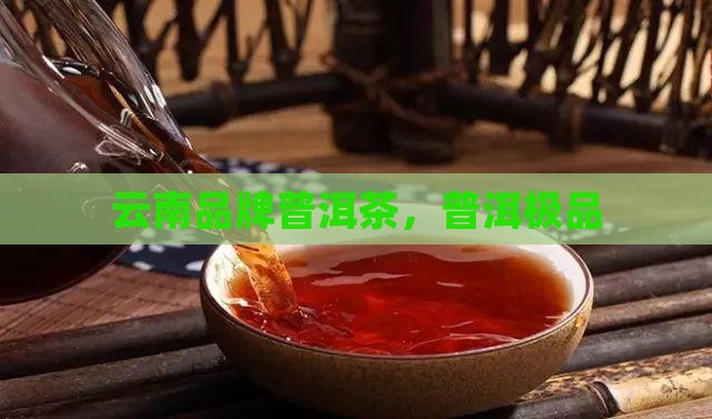 云南极品普洱茶
