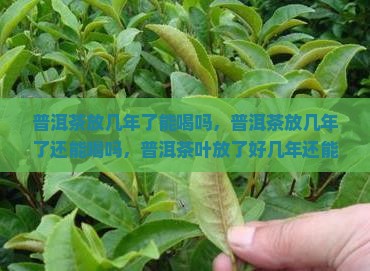 普洱茶放几年了能喝吗