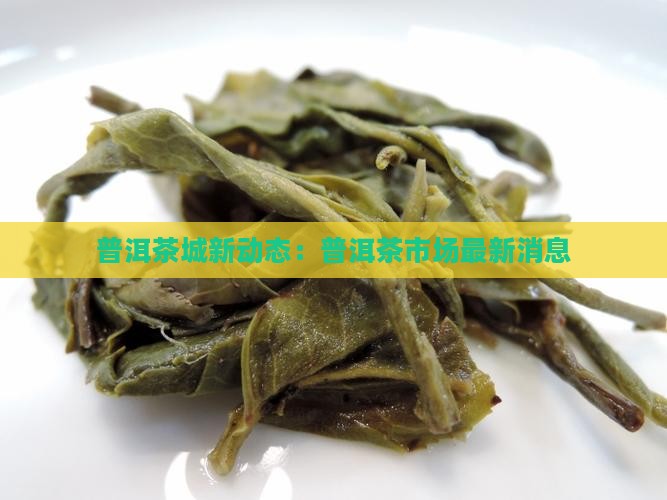 普洱茶城最近新消息