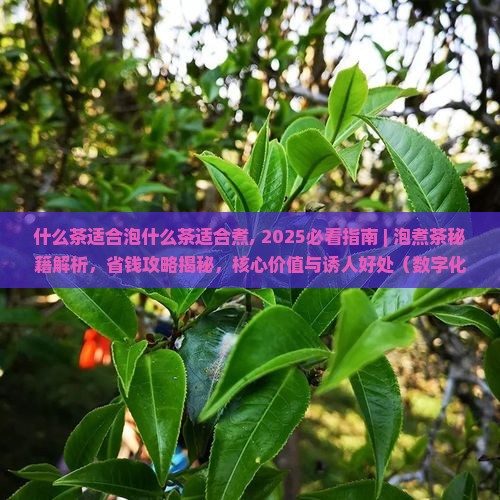 什么茶适合泡什么茶适合煮