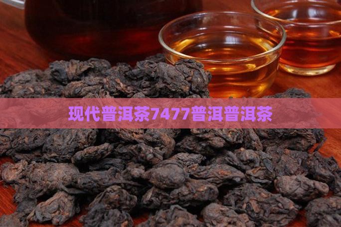 现代普洱茶7477