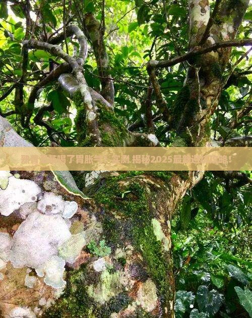 熟普洱茶喝了胃胀气