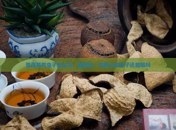 普洱茶有虫子怎么办