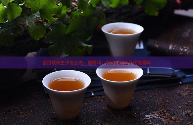 普洱茶有虫子怎么办