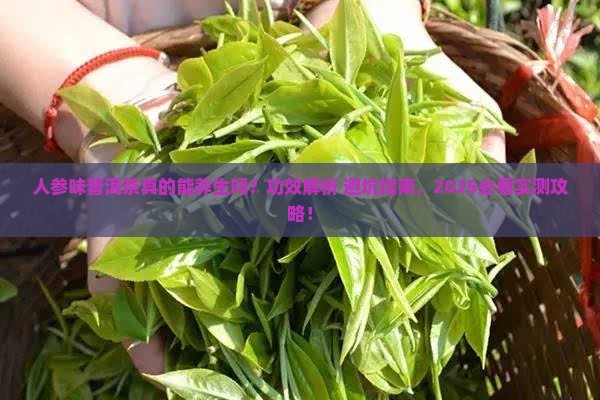 人参味普洱茶的功效