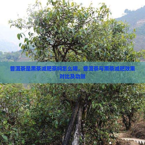 普洱茶是黑茶减肥茶吗怎么喝