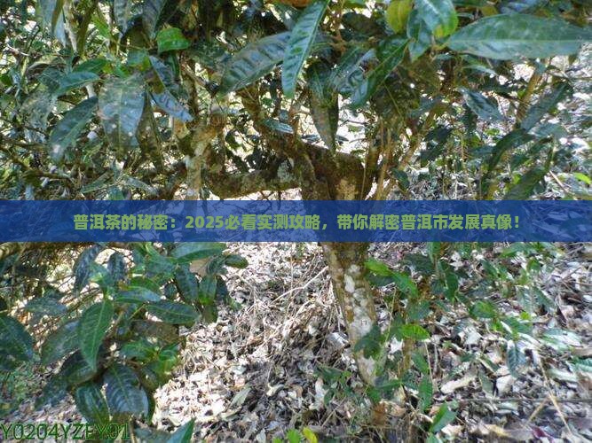 普洱市普洱茶发展概况