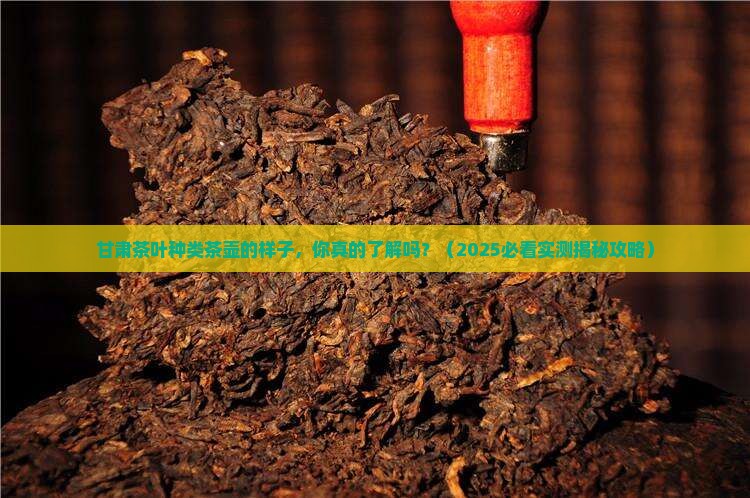 甘肃茶叶种类茶壶的样子
