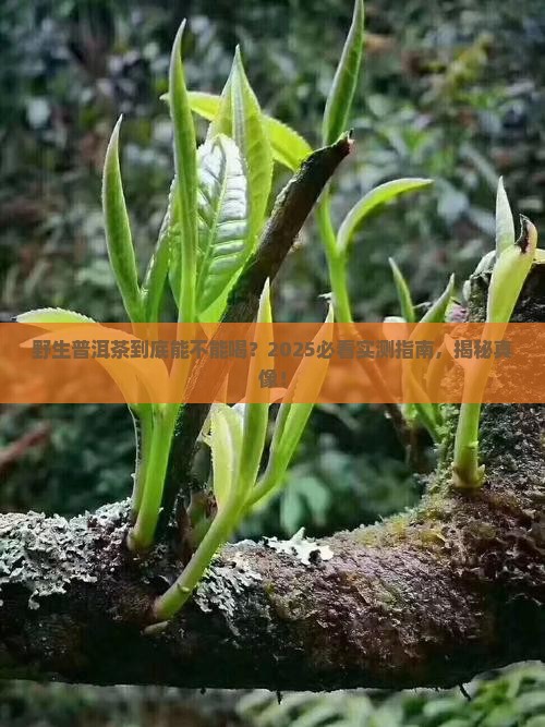 野生普洱茶可以喝吗