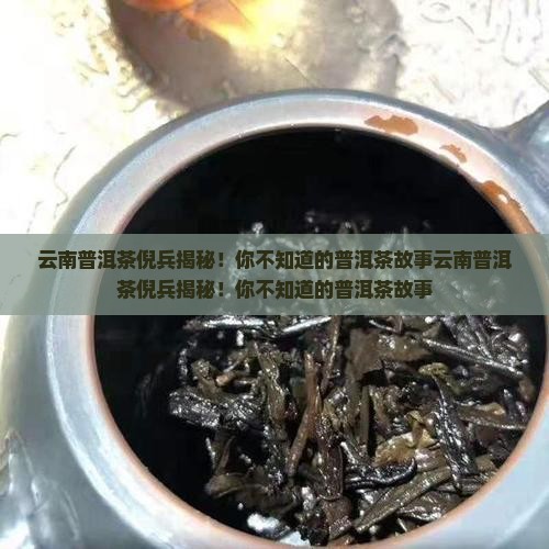 云南普洱茶倪兵