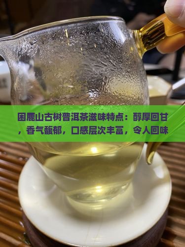 困鹿山古树普洱茶滋味特点
