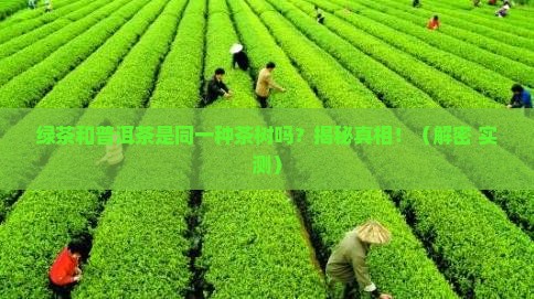 绿茶和普洱茶一样茶树吗