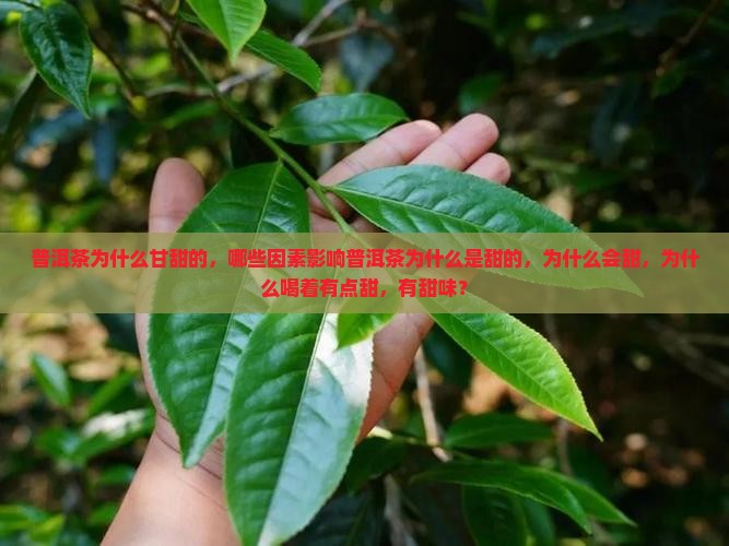 普洱茶为什么甘甜的