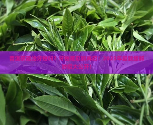 普洱茶治牙疼吗