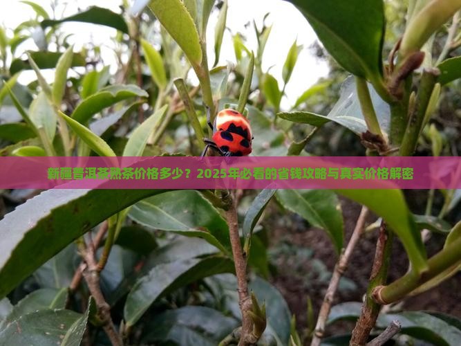 新疆普洱茶熟茶价格多少