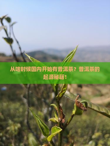 从啥时候国内开始有普洱茶 从啥时候国内开始有普洱茶