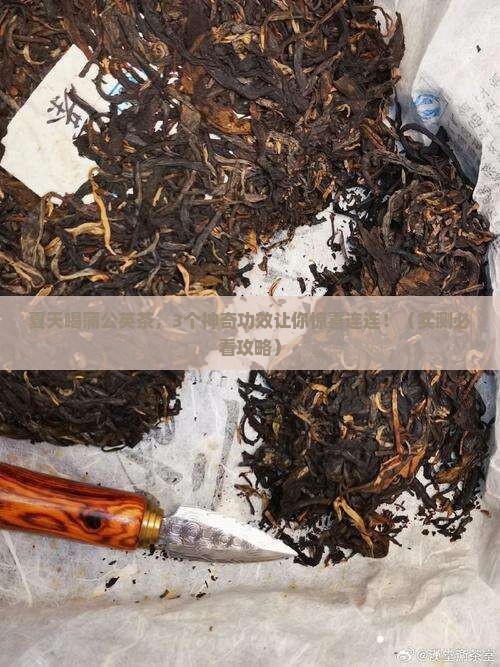 夏天喝蒲公英茶的功效与作用