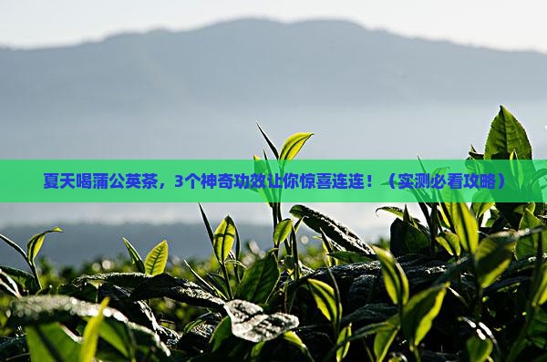 夏天喝蒲公英茶的功效与作用
