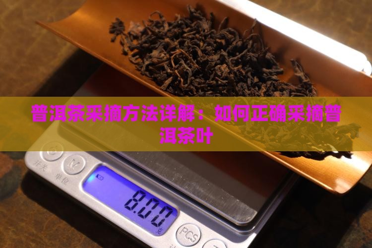 普洱茶怎么采摘叶