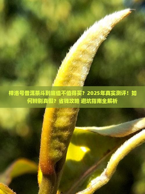 梓洛号普洱茶斗