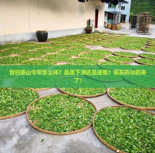昔归茶山今年怎么样