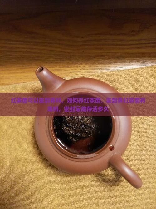 红茶菌可以密封养吗