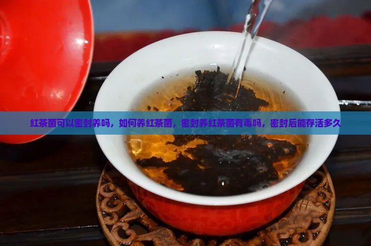 红茶菌可以密封养吗