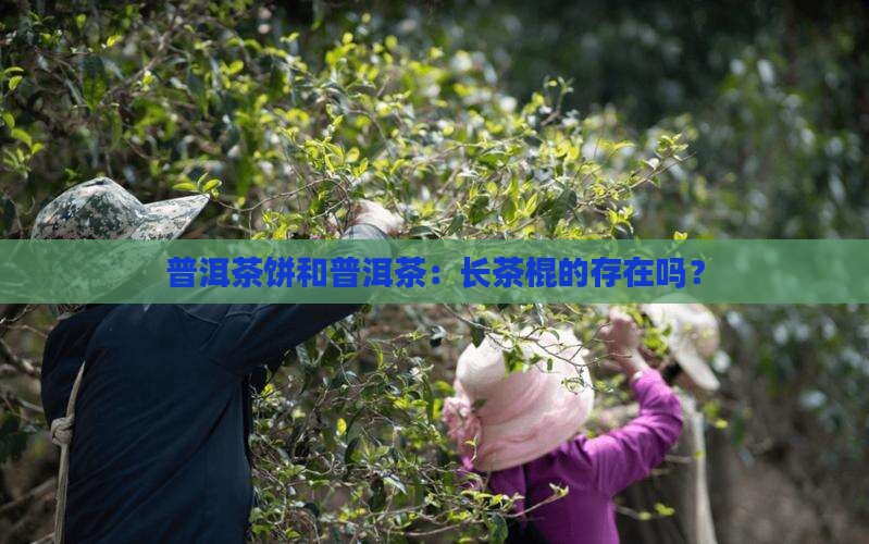 普洱茶饼有长茶棍吗