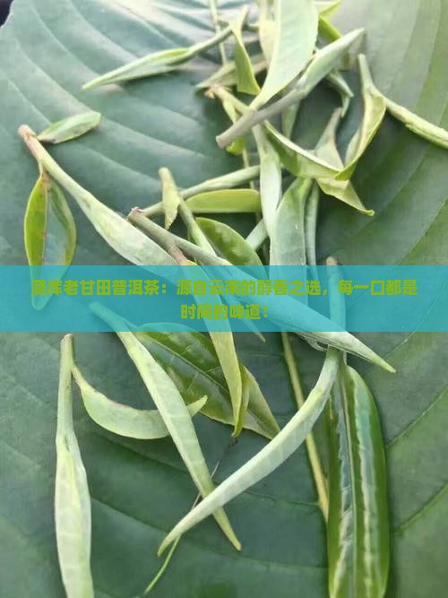 潞库老甘田普洱茶