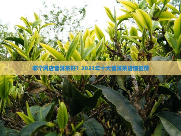 哪个网店普洱茶好