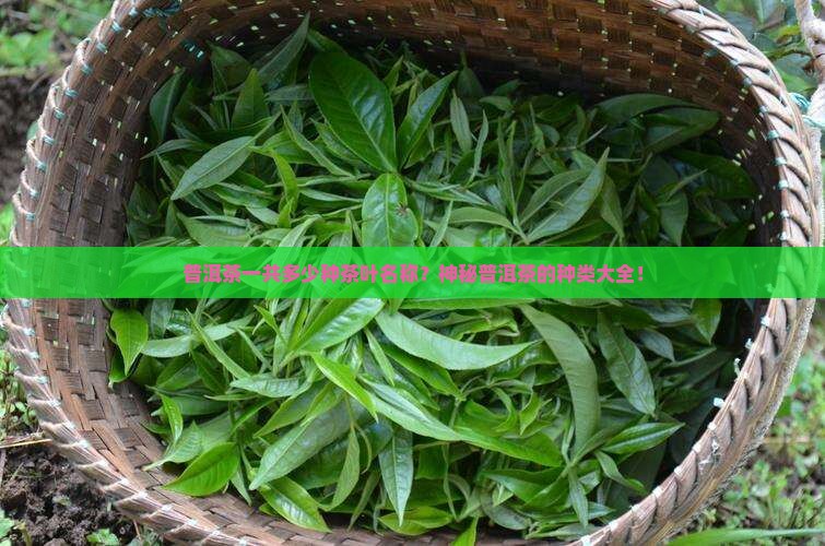 普洱茶一共多少种茶叶名称