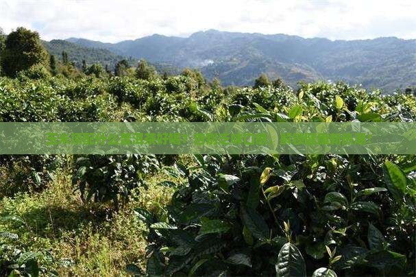 玉米须配什么普洱茶好喝