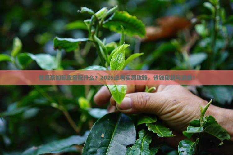 普洱茶加陈皮搭配什么