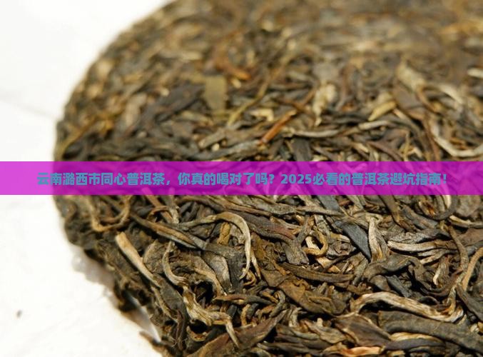 云南潞西市同心普洱茶