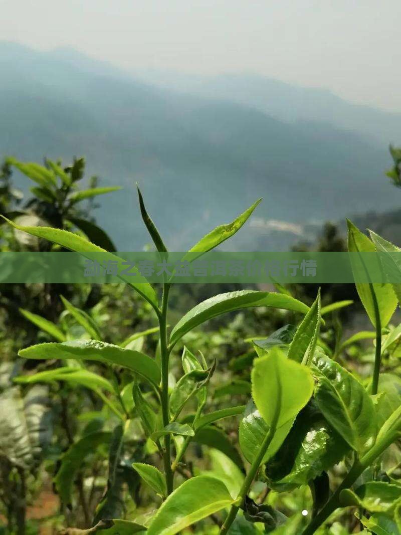 劲海之春普洱茶价格