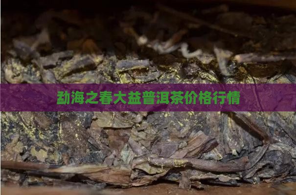 劲海之春普洱茶价格
