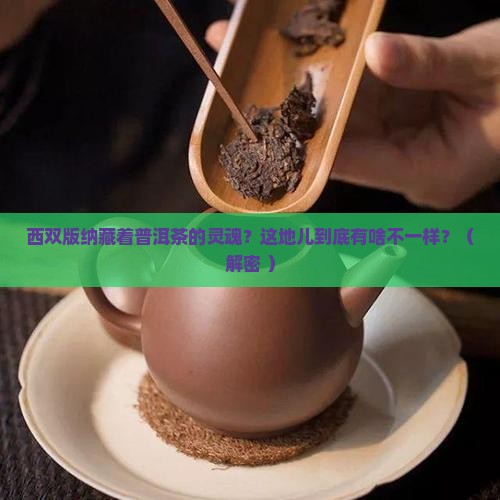 西双版纳与普洱茶的关系