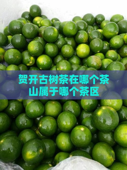 贺开古树茶在哪个茶山