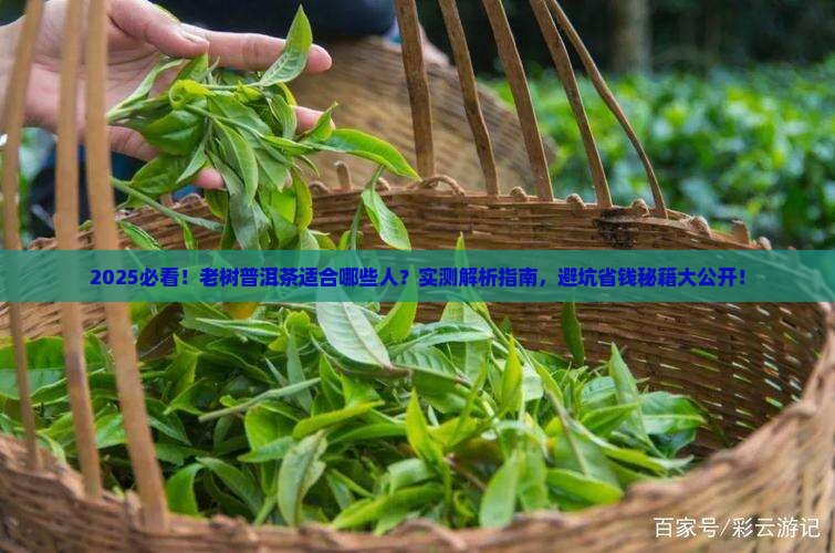 老树普洱茶适合什么人呵