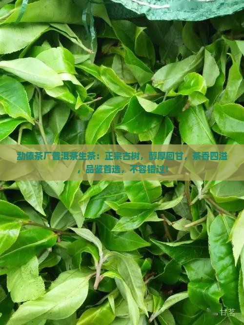 勐傣茶厂普洱茶生茶