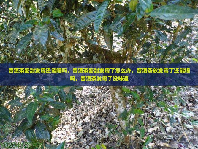 普洱茶密封发霉