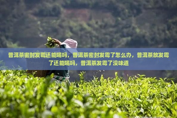 普洱茶密封发霉