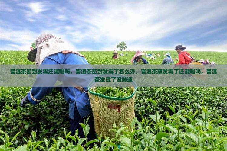 普洱茶密封发霉